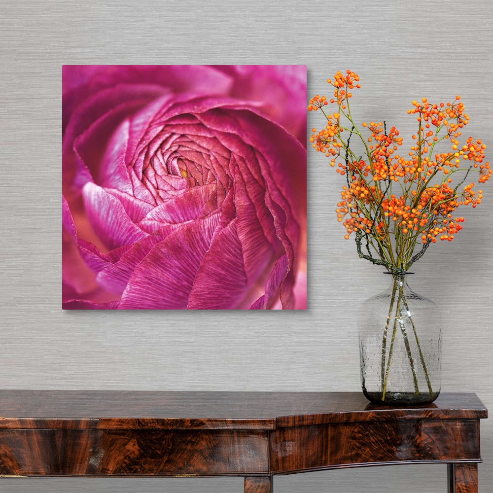 A traditional room featuring A macro photograph looking at the center of a Ranunculus flower.