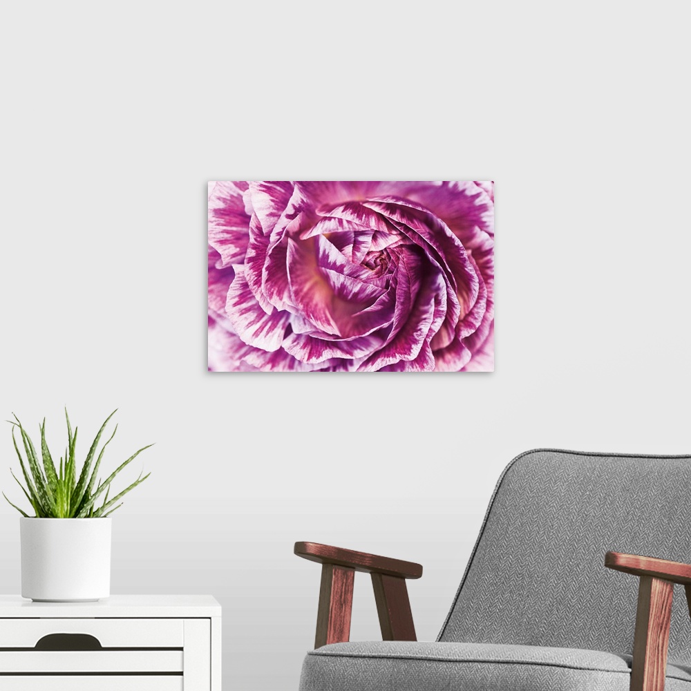 A modern room featuring A macro photograph of a vibrant pink flower.
