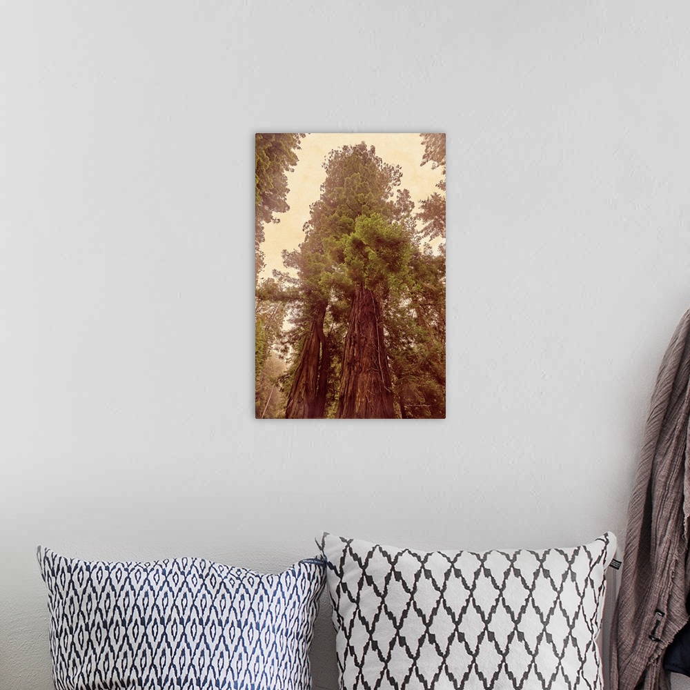 A bohemian room featuring Redwoods II