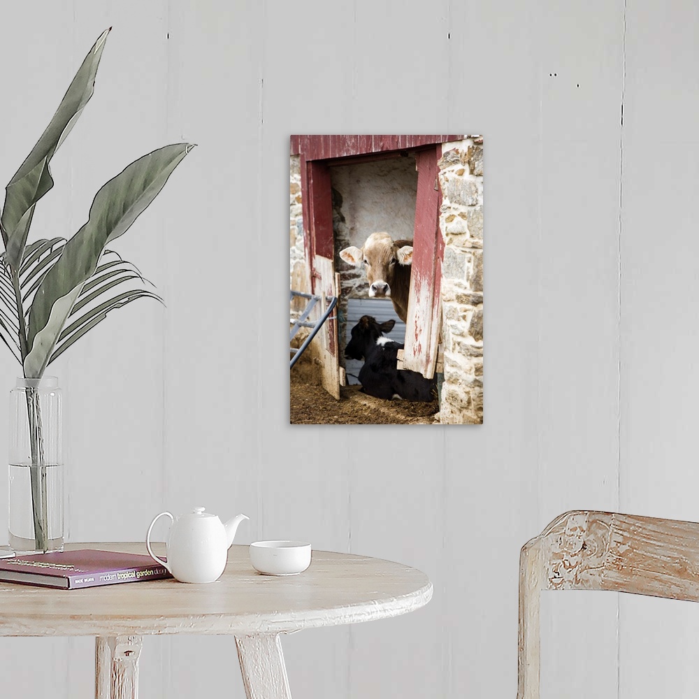 A farmhouse room featuring Photograph of cows spending time in under shelter.