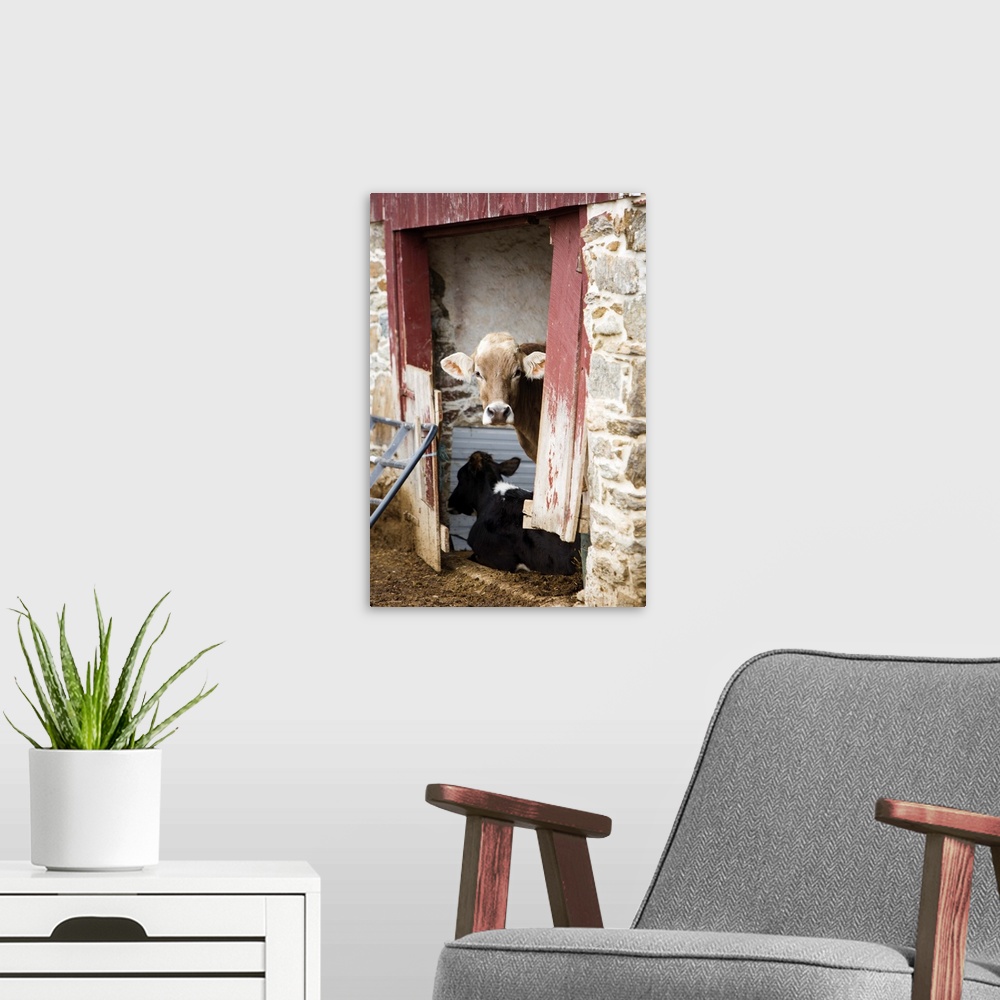 A modern room featuring Photograph of cows spending time in under shelter.