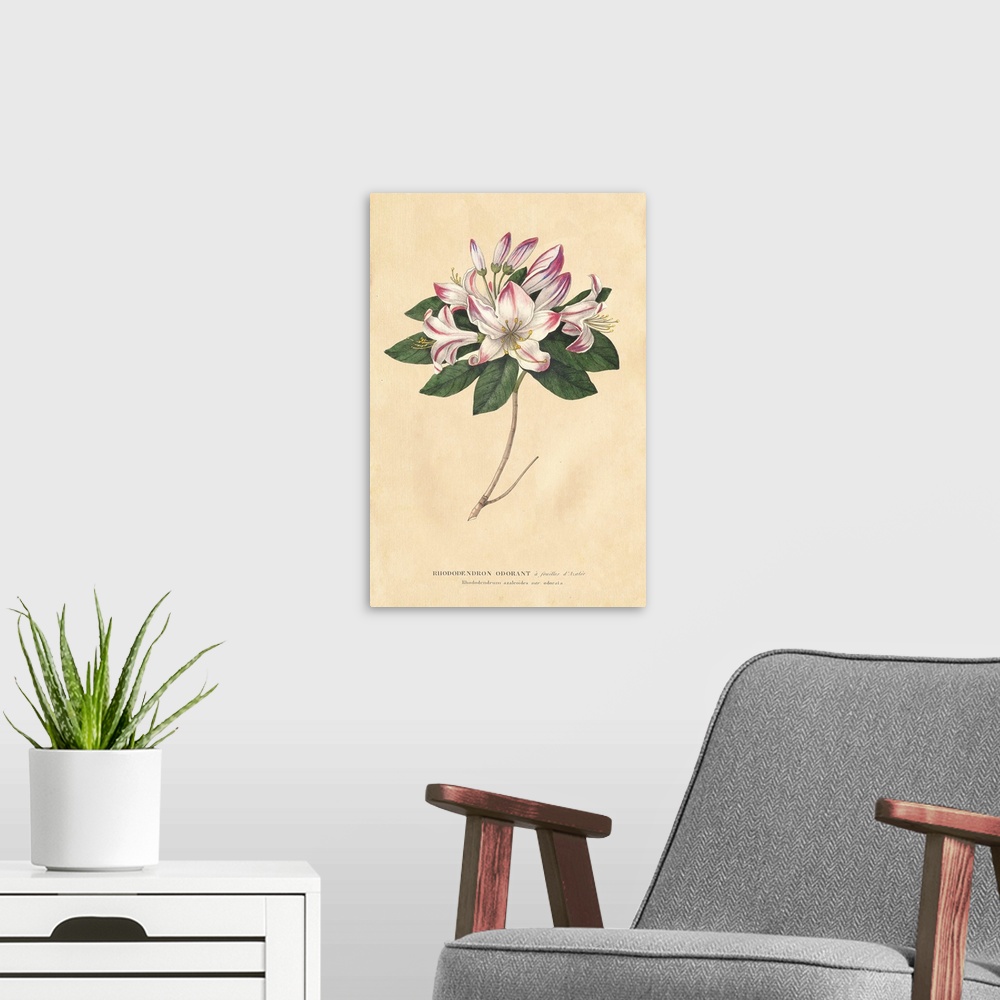 A modern room featuring Rhododendron Vintage