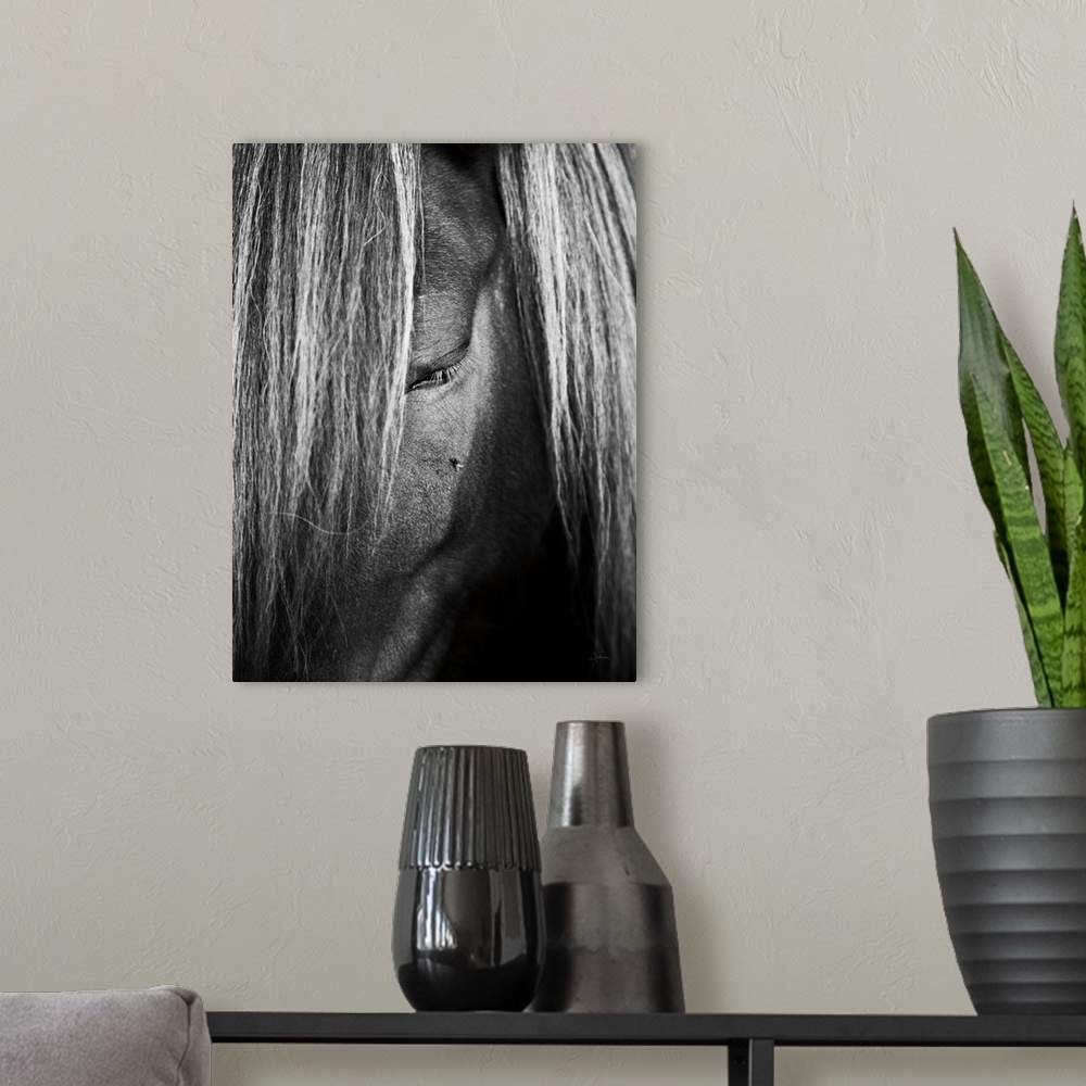 A modern room featuring Close up photo of a horse looking down with a fly resting underneath the eye.