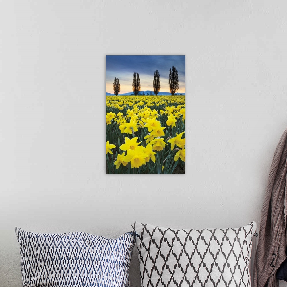 A bohemian room featuring Fields of yellow daffodils in late March, Skagit Vallley, Washington