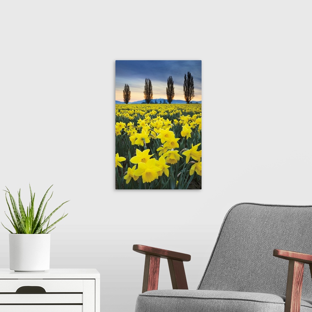A modern room featuring Fields of yellow daffodils in late March, Skagit Vallley, Washington
