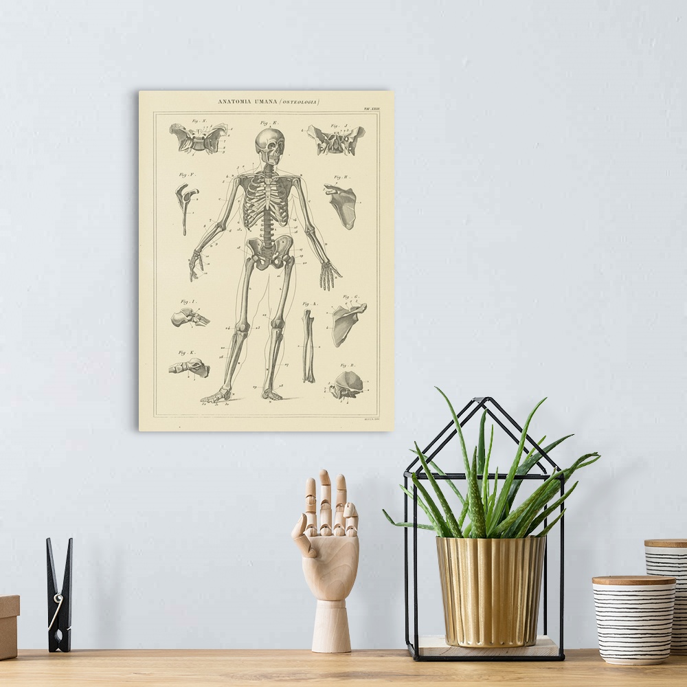 A bohemian room featuring Skeleton Chart
