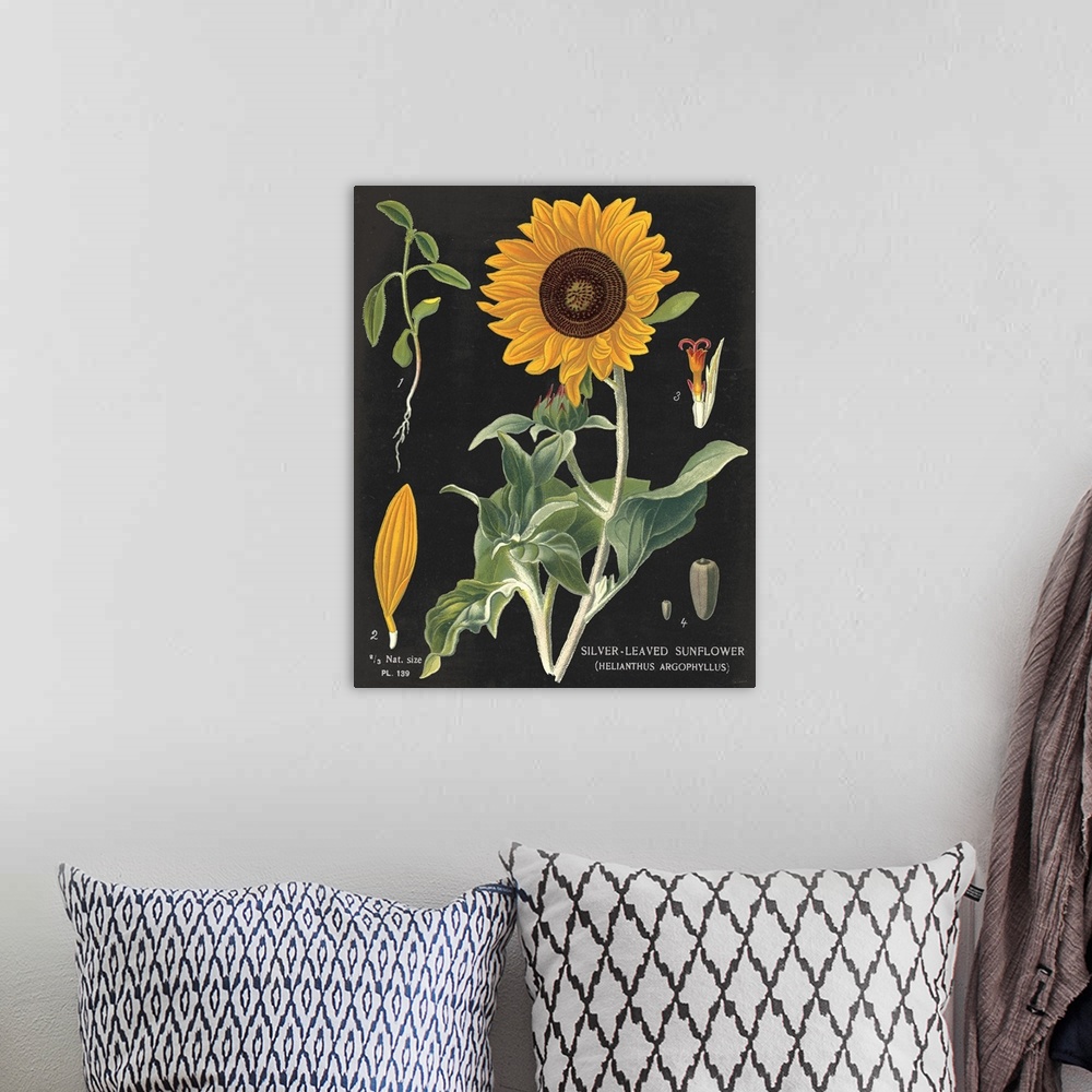A bohemian room featuring Sunflower Chart