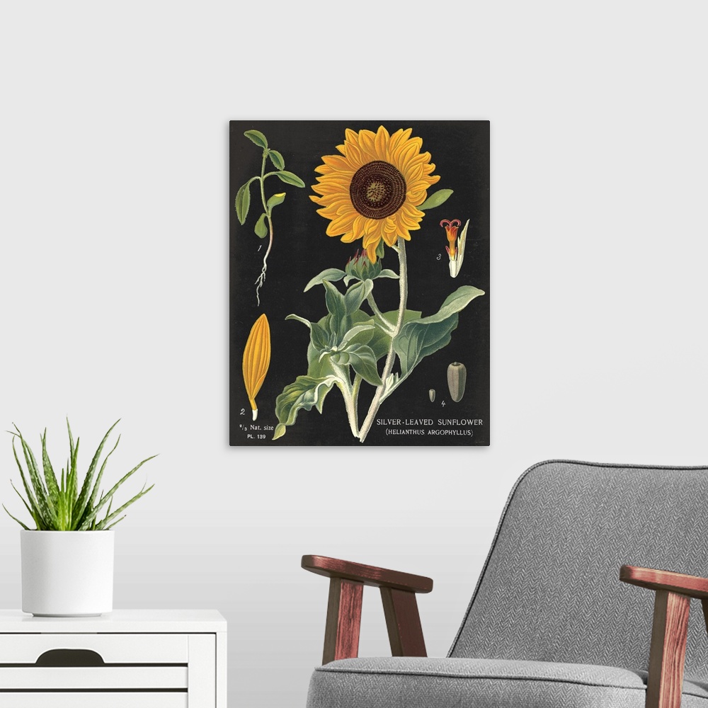 A modern room featuring Sunflower Chart