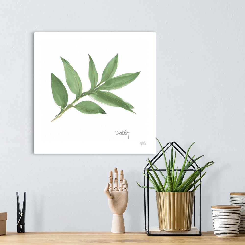 A bohemian room featuring Simple square watercolor painting of a Bay Leaf with its title written at the bottom.
