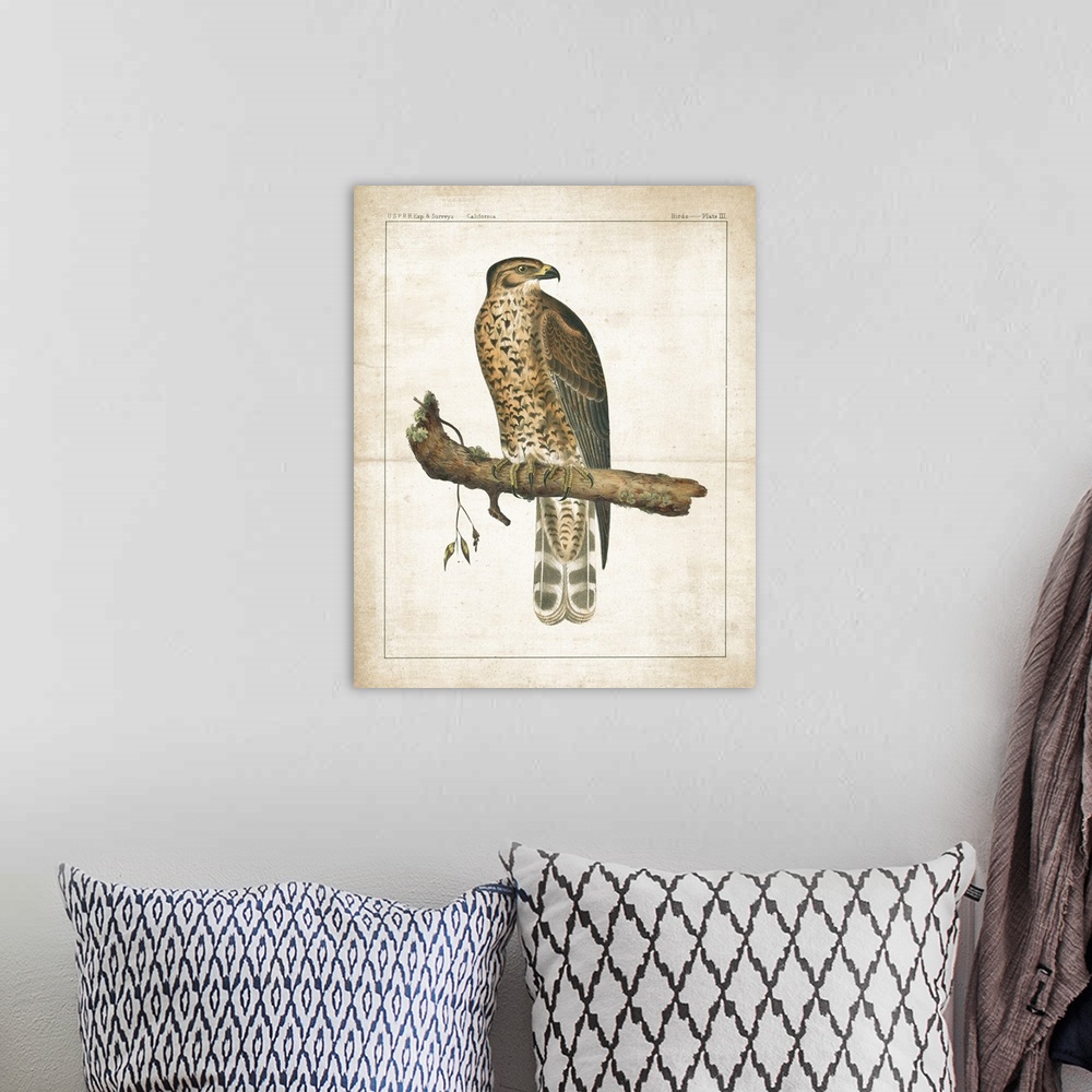 A bohemian room featuring A vintage illustration from a book of a Hawk perched on a branch with long, sharp nails and text ...