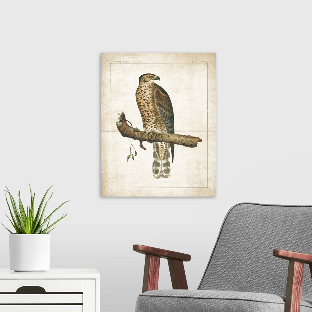 A modern room featuring A vintage illustration from a book of a Hawk perched on a branch with long, sharp nails and text ...