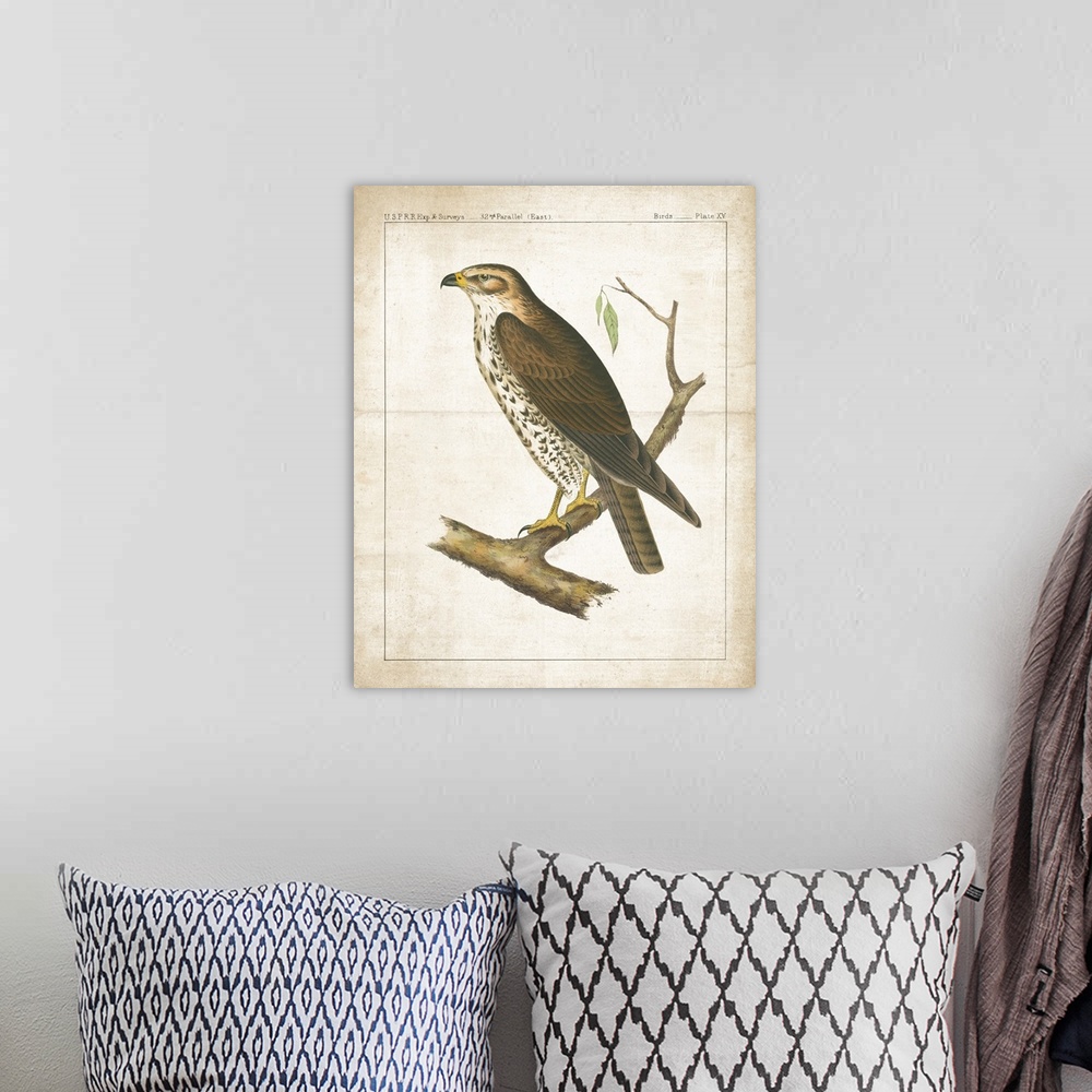 A bohemian room featuring A vintage illustration from a book of a Hawk perched on a branch with long, sharp nails and text ...