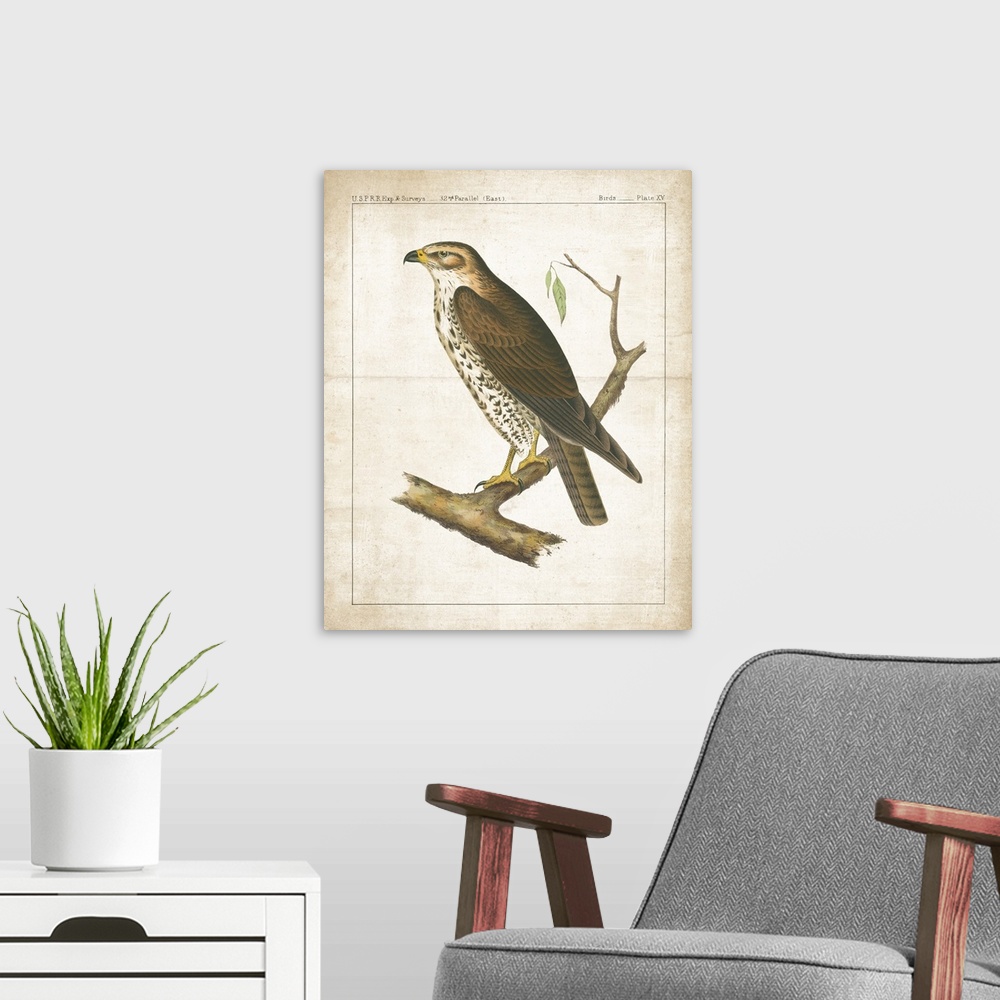 A modern room featuring A vintage illustration from a book of a Hawk perched on a branch with long, sharp nails and text ...