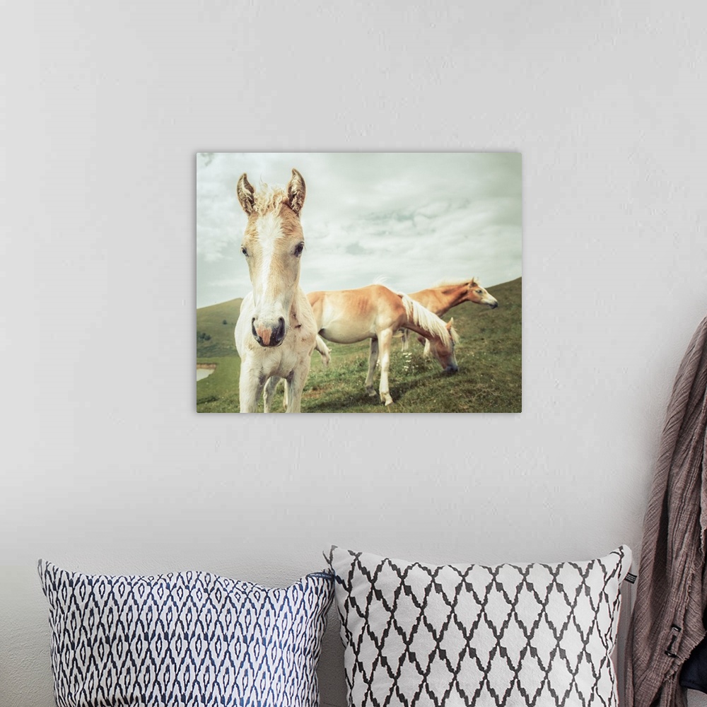 A bohemian room featuring Photograph of three horses grazing in a field.