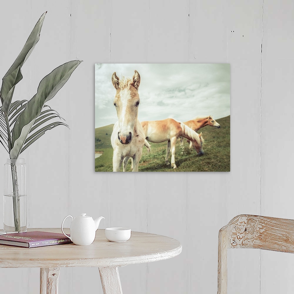 A farmhouse room featuring Photograph of three horses grazing in a field.