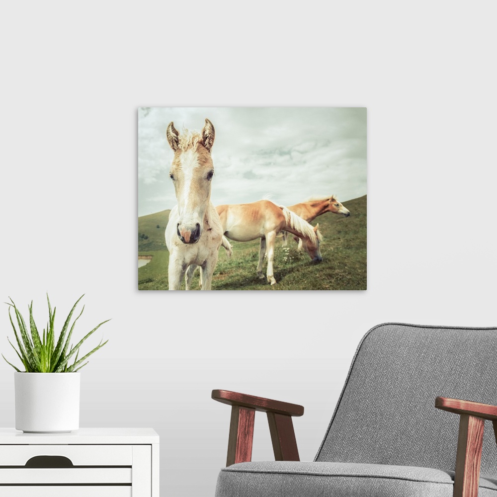 A modern room featuring Photograph of three horses grazing in a field.