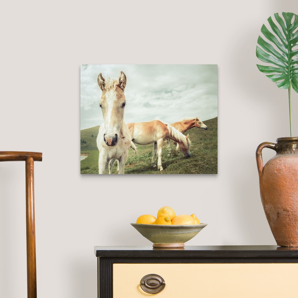 A traditional room featuring Photograph of three horses grazing in a field.