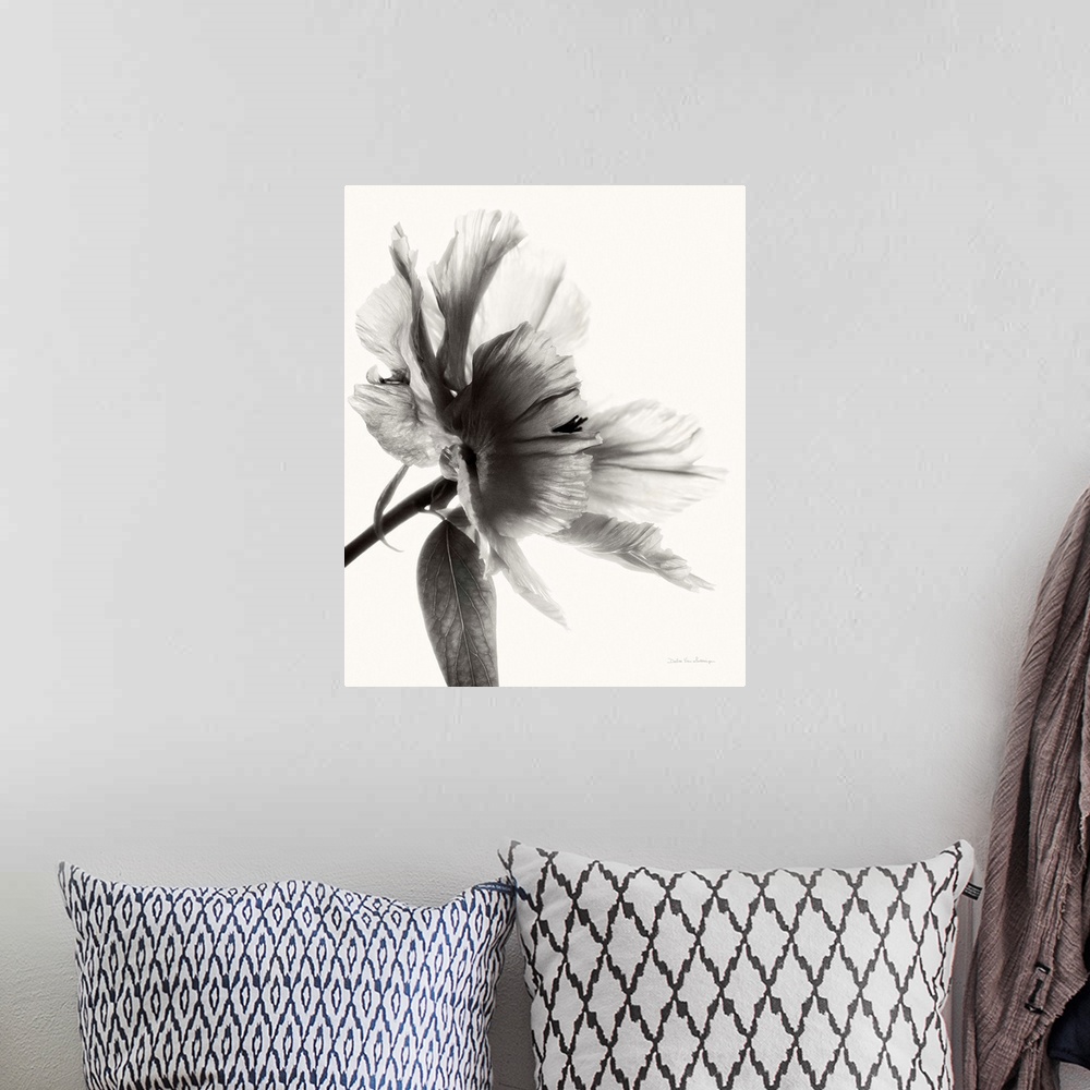 A bohemian room featuring Black and white photograph of a translucent peony.