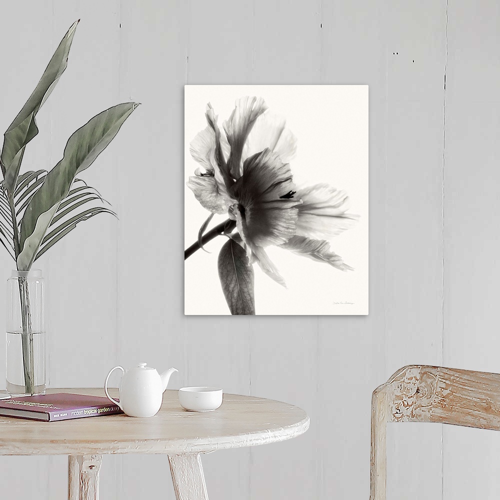 A farmhouse room featuring Black and white photograph of a translucent peony.