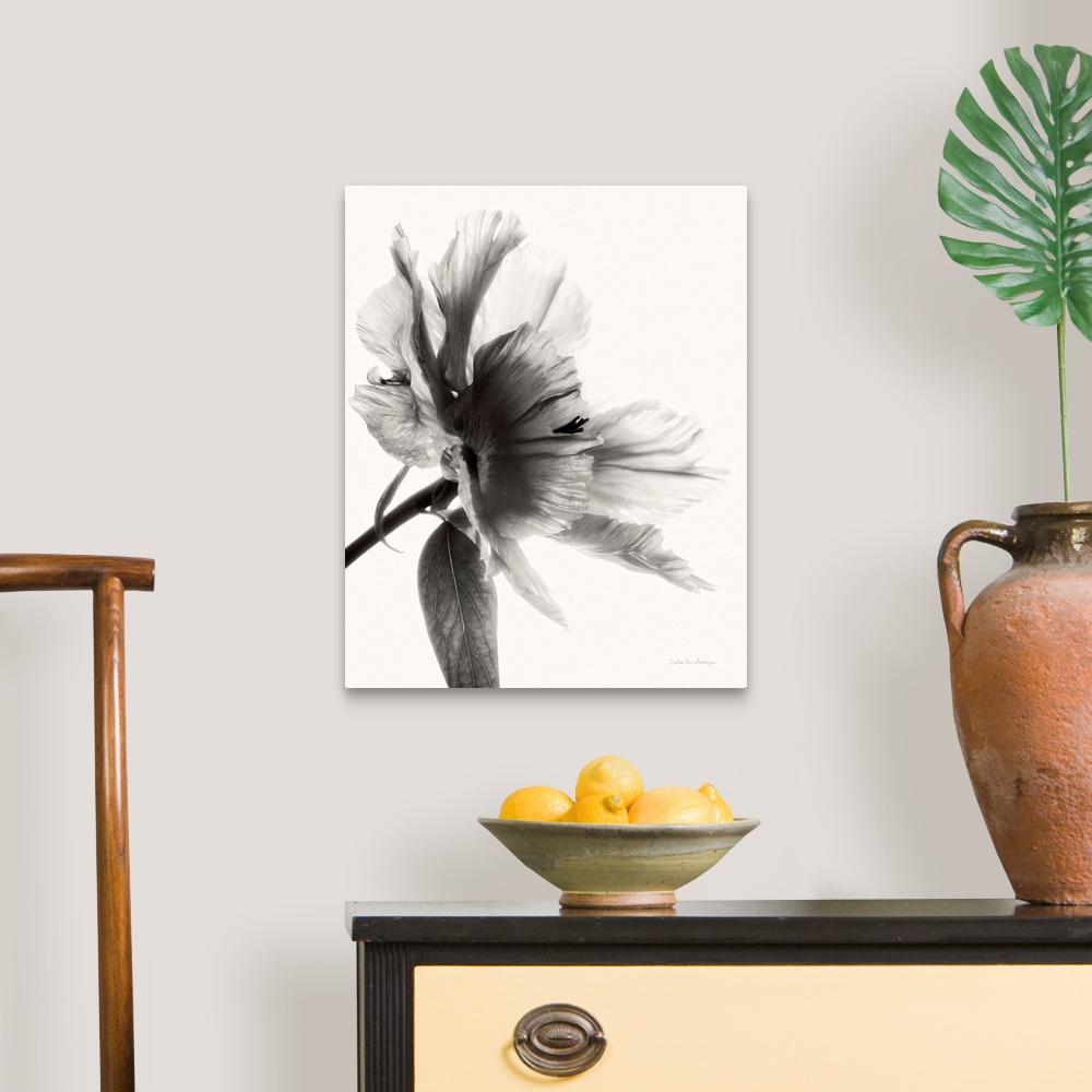 A traditional room featuring Black and white photograph of a translucent peony.