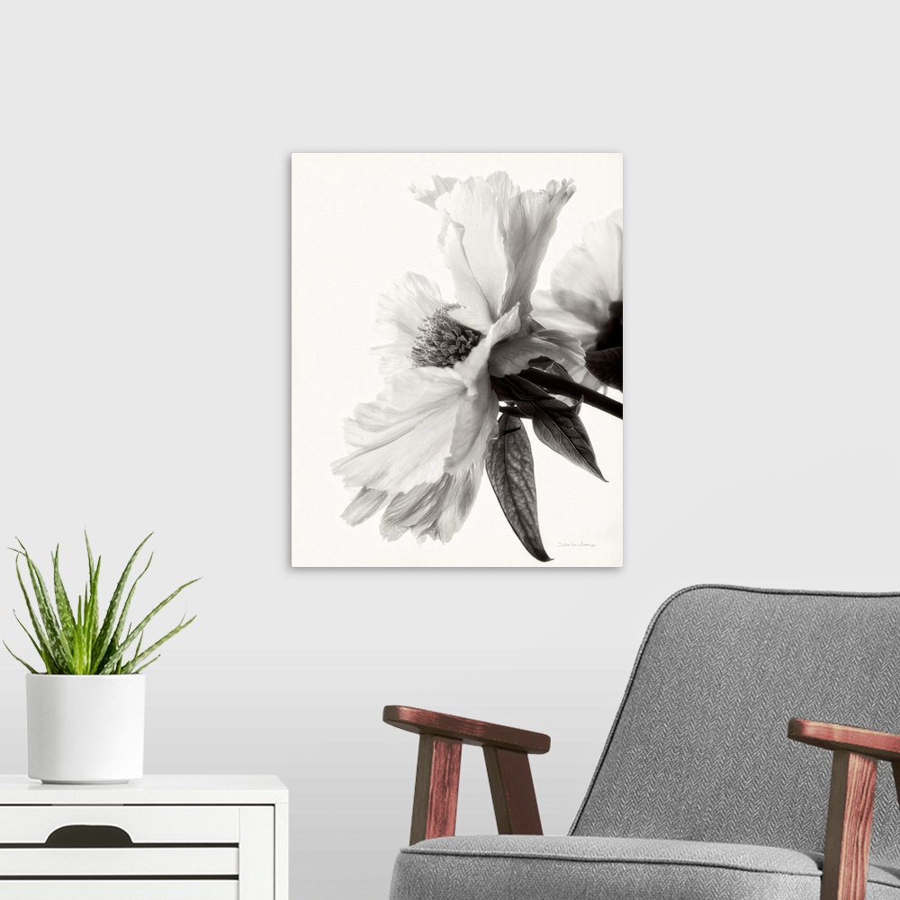 A modern room featuring Black and white photograph of a translucent peony.