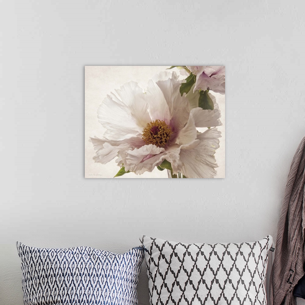 A bohemian room featuring Translucent photograph of a pink peony.