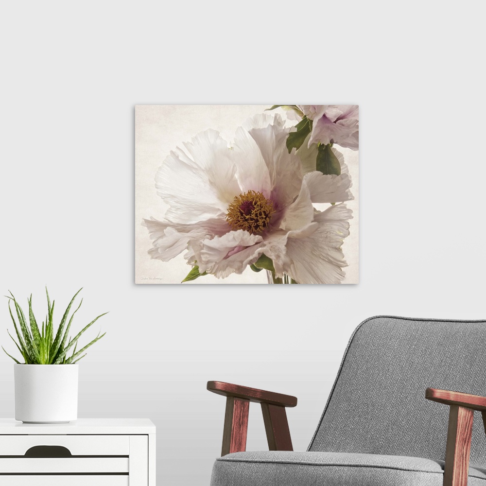 A modern room featuring Translucent photograph of a pink peony.