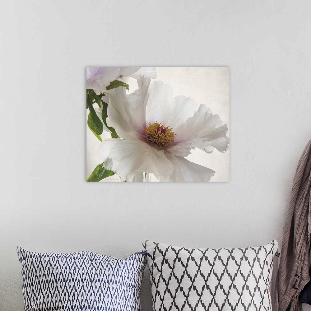 A bohemian room featuring Translucent photograph of a white peony.