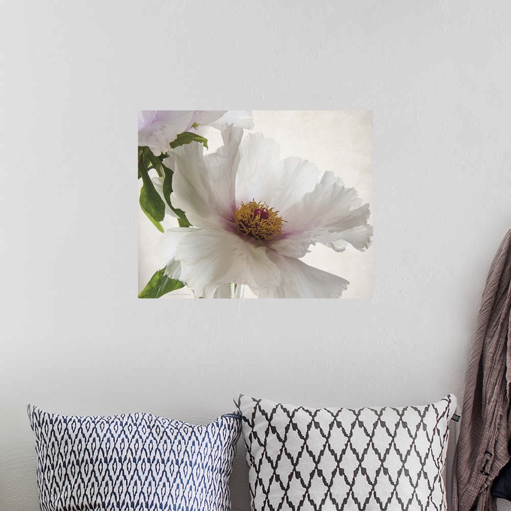A bohemian room featuring Translucent photograph of a white peony.