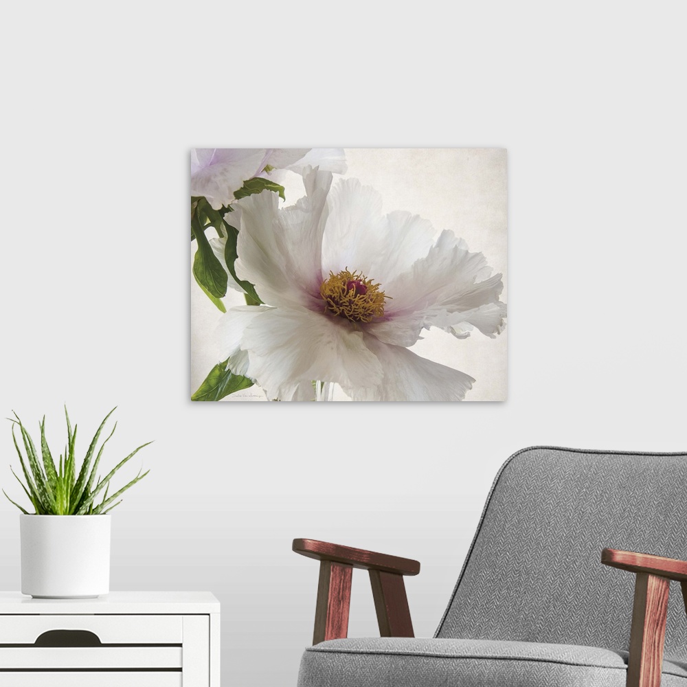 A modern room featuring Translucent photograph of a white peony.