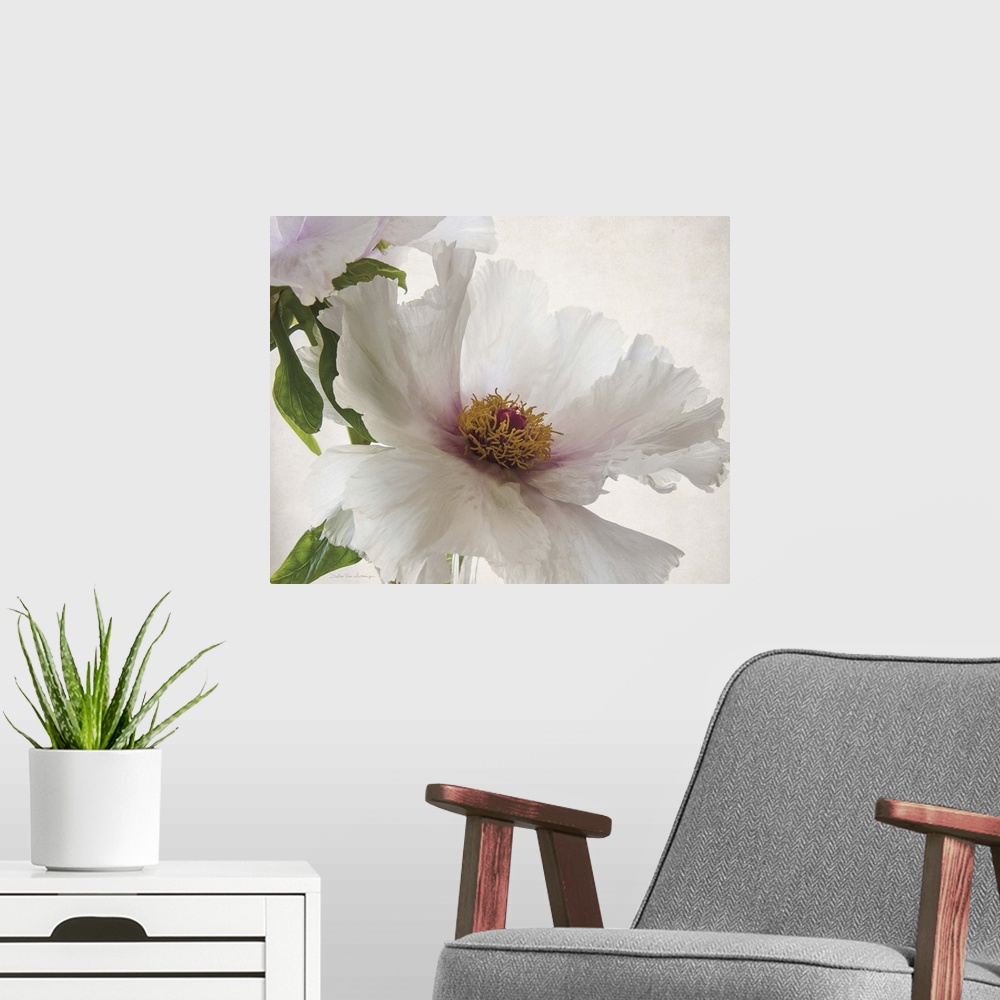 A modern room featuring Translucent photograph of a white peony.