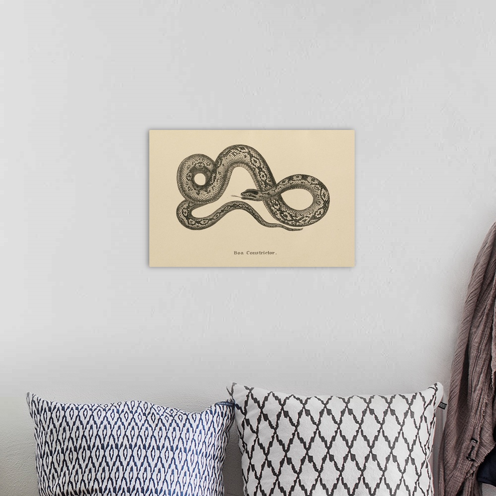 A bohemian room featuring Vintage Boa Constrictor