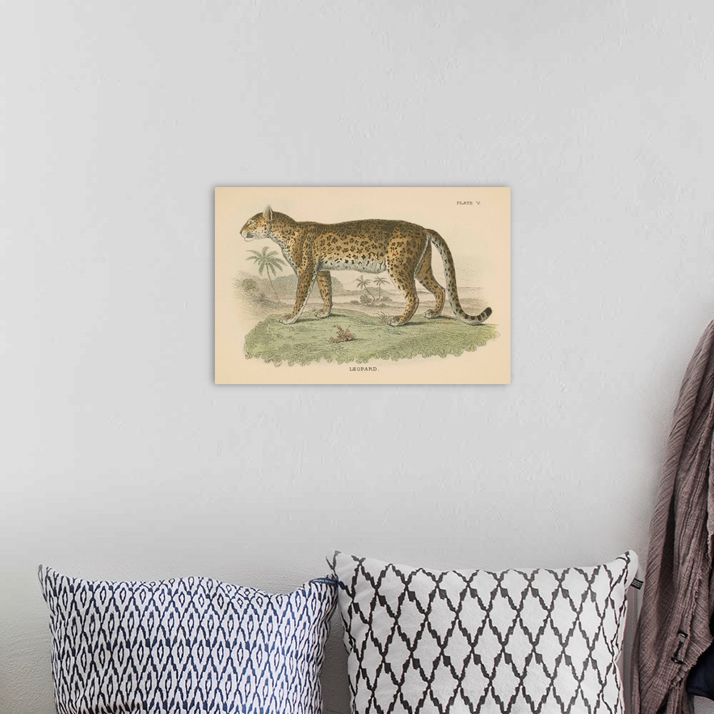 A bohemian room featuring Vintage Leopard