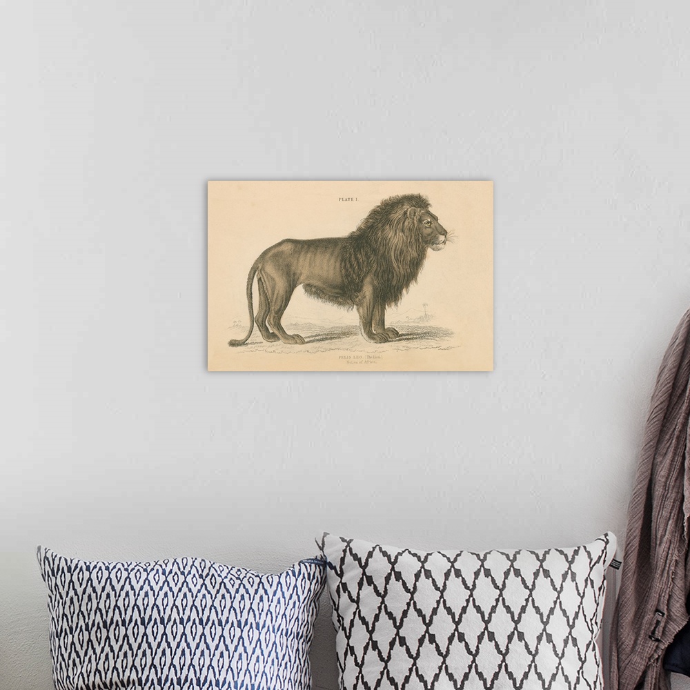 A bohemian room featuring Vintage Lion