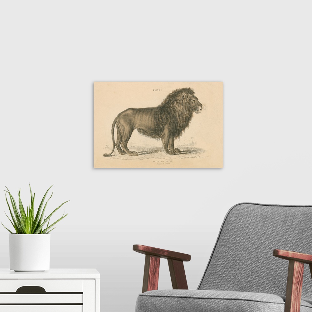 A modern room featuring Vintage Lion