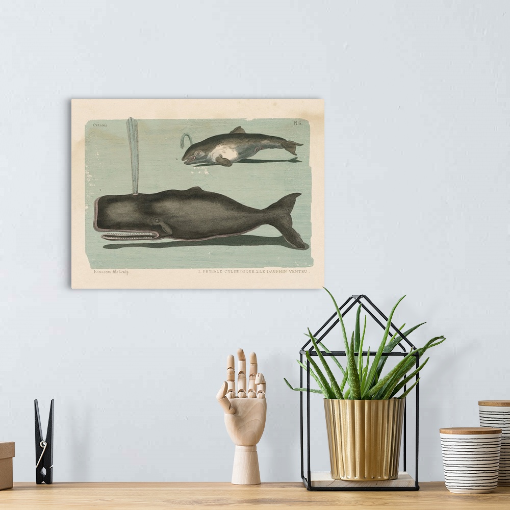 A bohemian room featuring Whale Sketch II