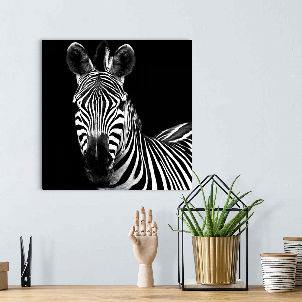 A bohemian room featuring A high contrast photograph of a zebra staring at the viewer.