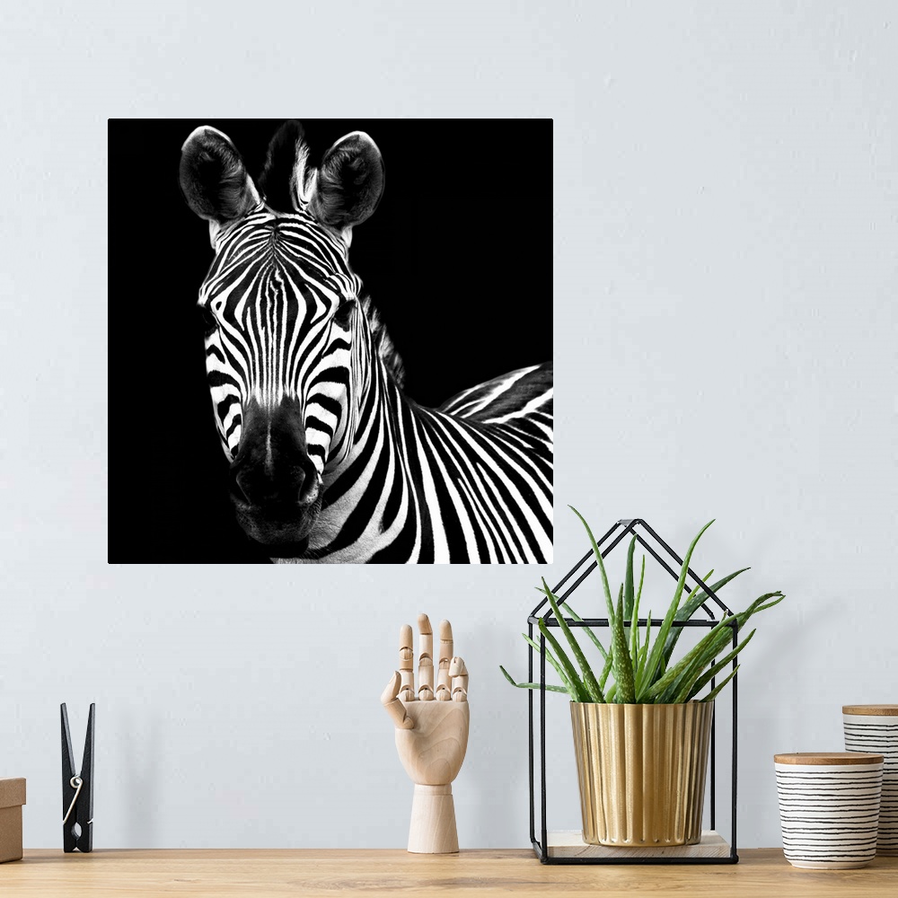 A bohemian room featuring A high contrast photograph of a zebra staring at the viewer.
