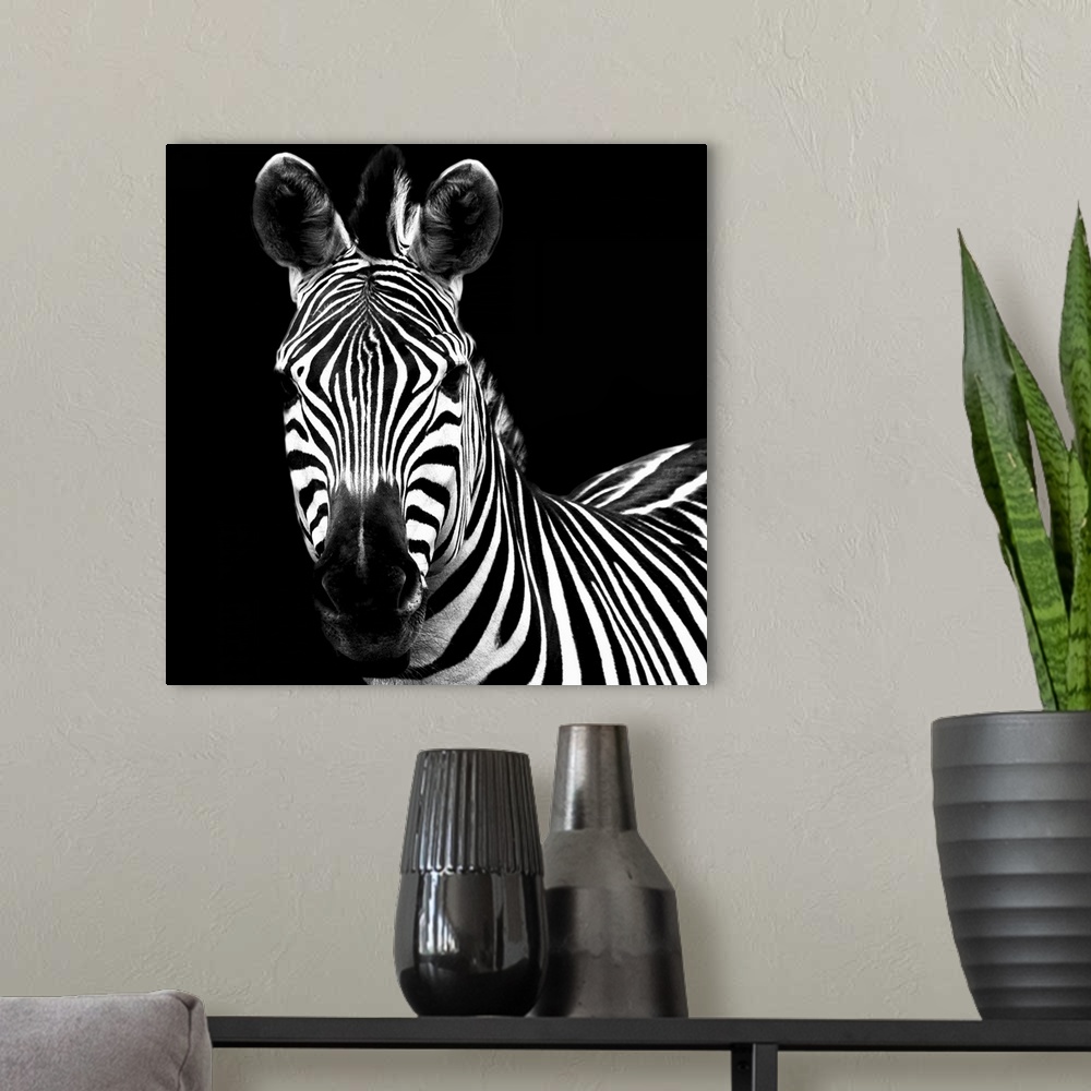 A modern room featuring A high contrast photograph of a zebra staring at the viewer.