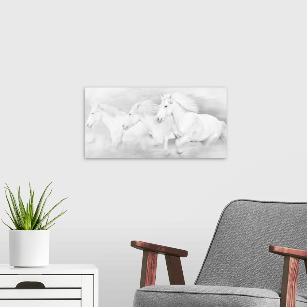 A modern room featuring Photograph of three white horses galloping.