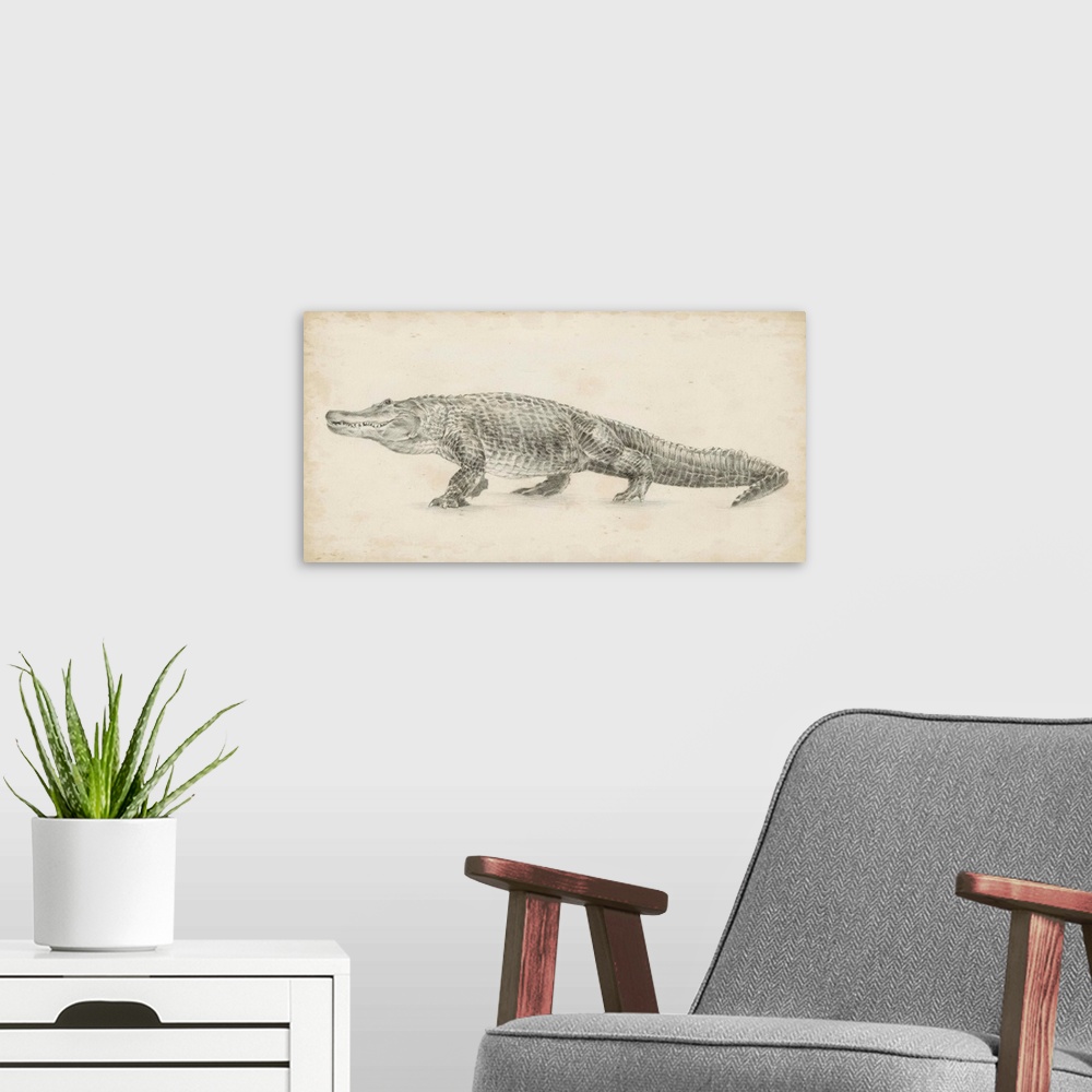 A modern room featuring Alligator Sketch