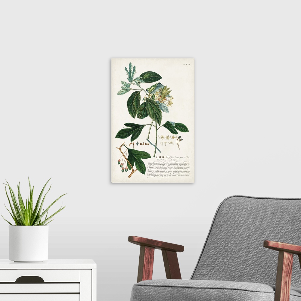 A modern room featuring Alluring Botanical VI