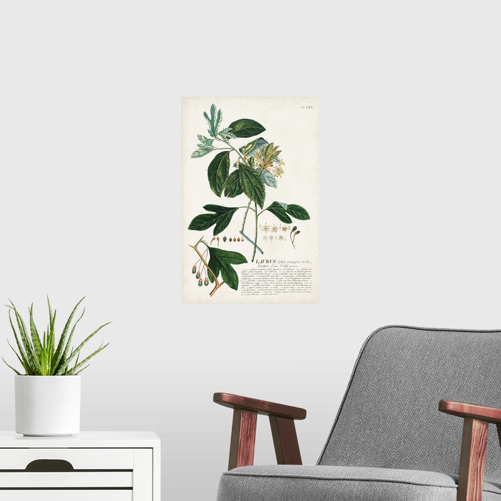 A modern room featuring Alluring Botanical VI