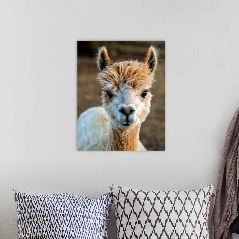 A bohemian room featuring Cute photo of the head and neck of an alpaca with fuzzy fur.