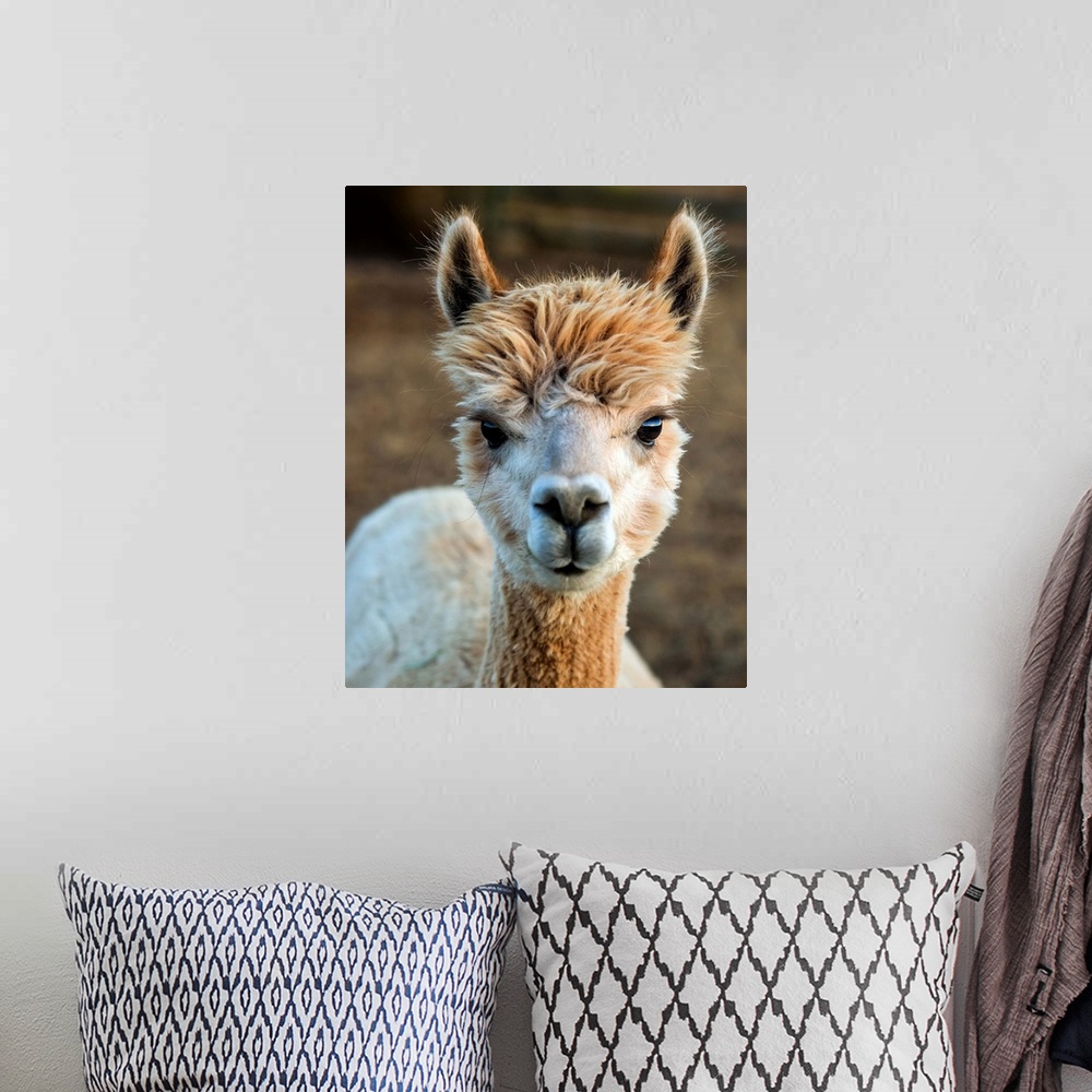 A bohemian room featuring Cute photo of the head and neck of an alpaca with fuzzy fur.