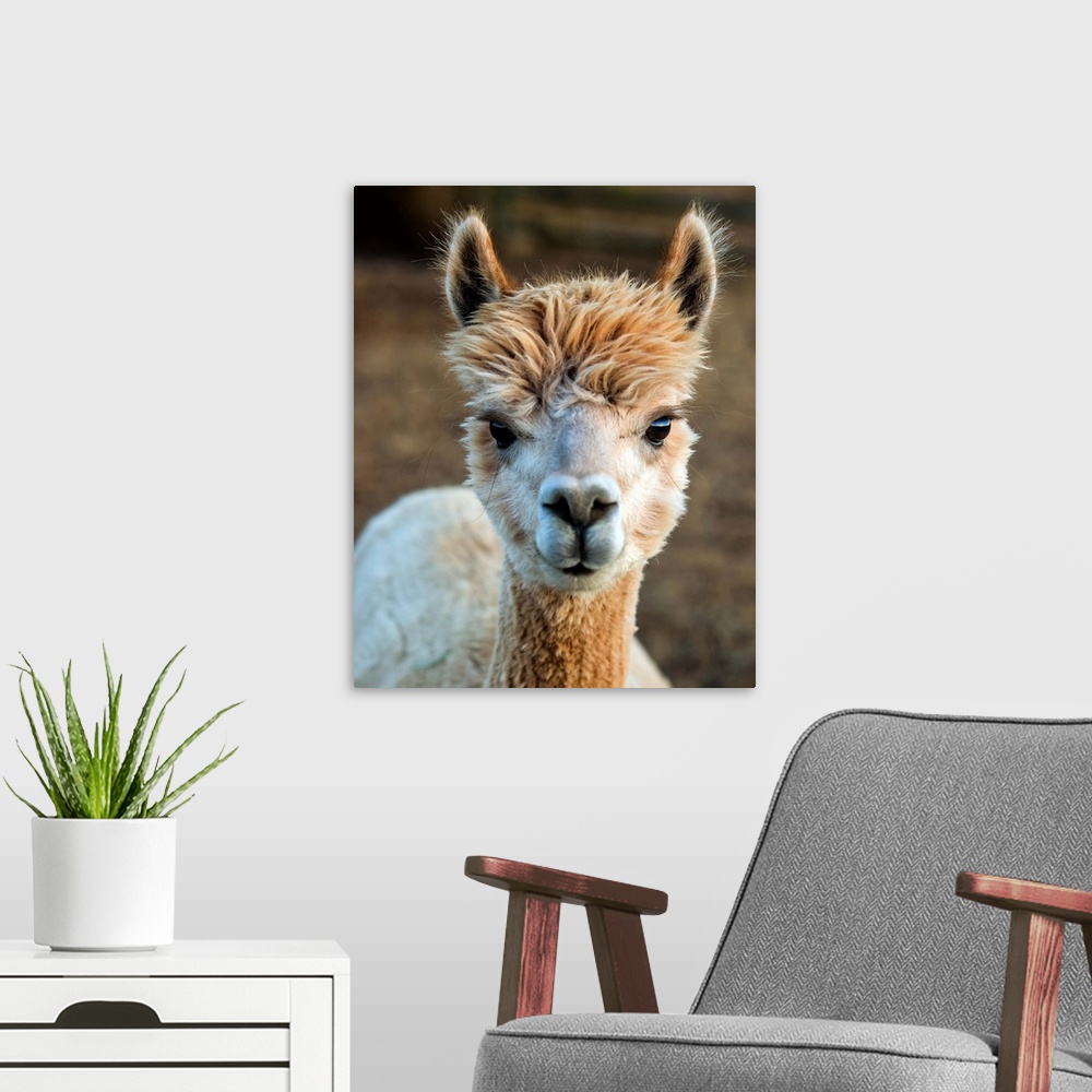 A modern room featuring Cute photo of the head and neck of an alpaca with fuzzy fur.