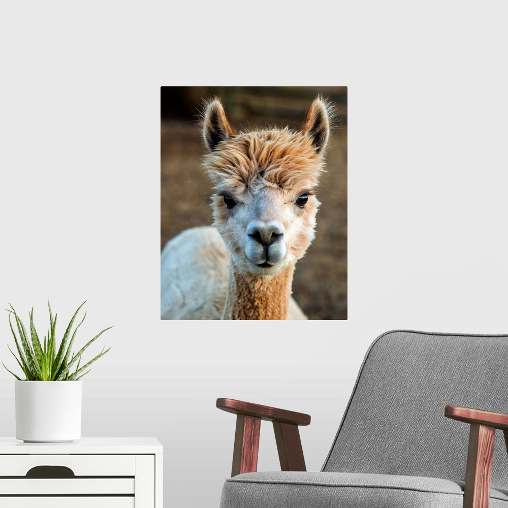 A modern room featuring Cute photo of the head and neck of an alpaca with fuzzy fur.