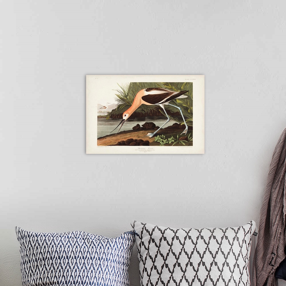 A bohemian room featuring American Avocet