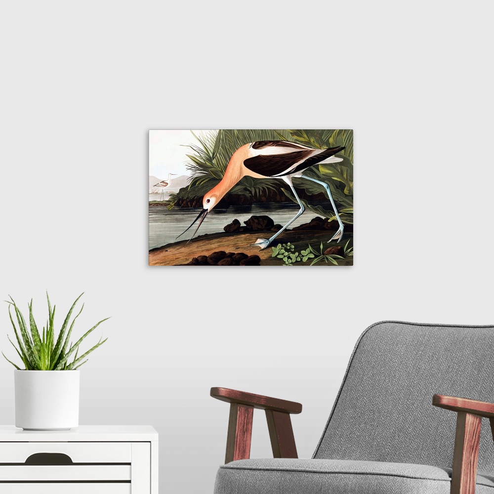 A modern room featuring American Avocet