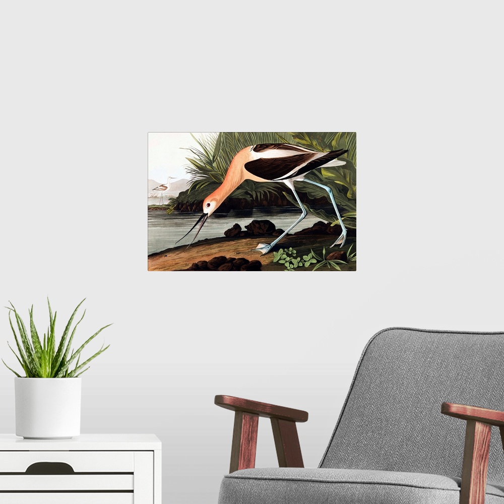 A modern room featuring American Avocet